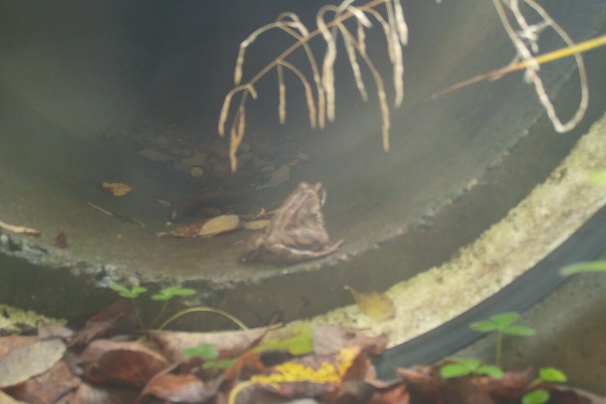 Sammakko loikkii pieneläinputkeen.