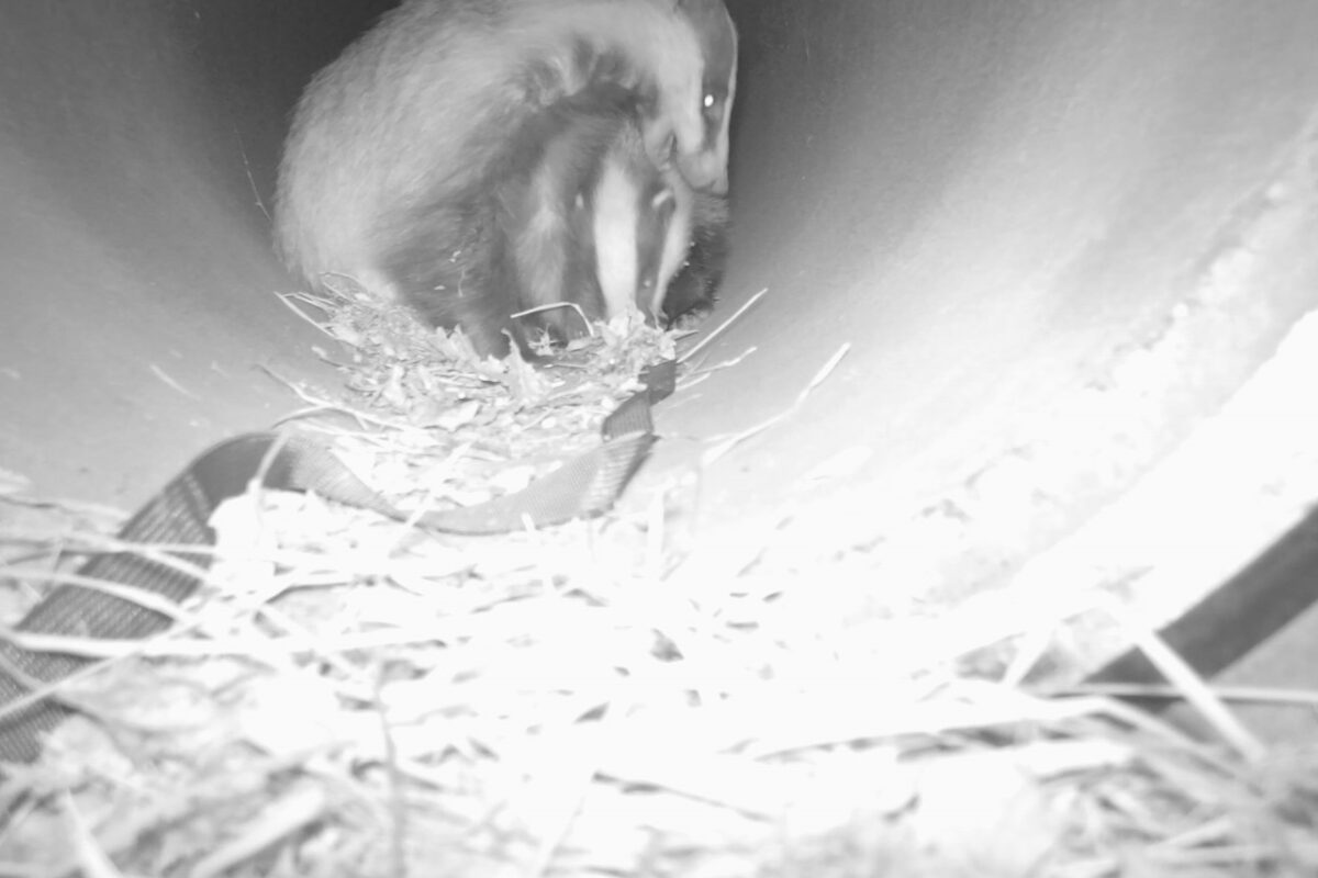 Mäyräemo poikasineen Kaupinlaakson pieneläinputkessa