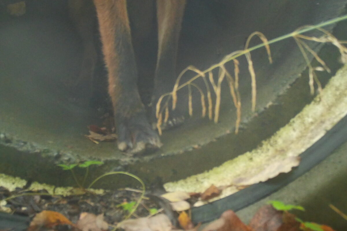 Kettu kulkumatkallaan.