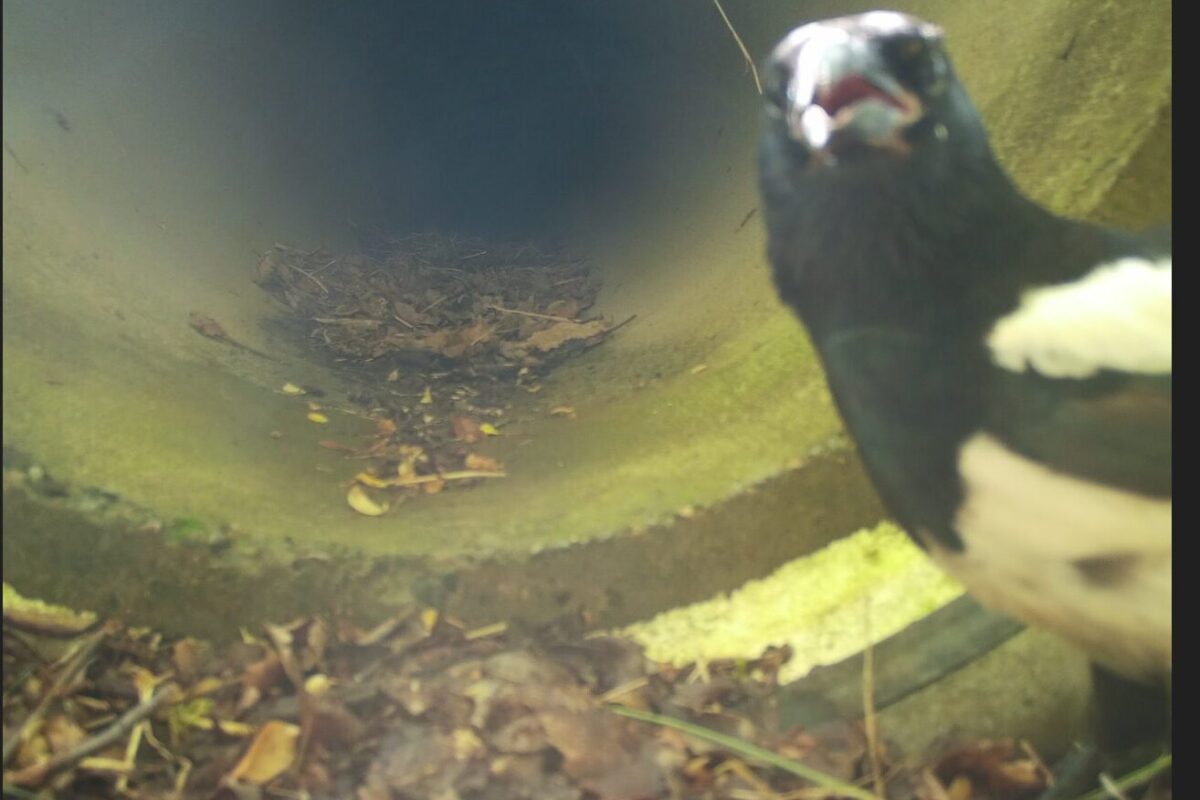 Katse kameraan! Lintu laittaa parastaan.