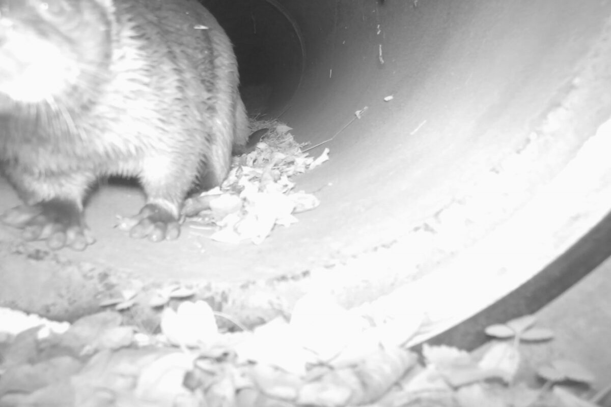 Saukko etsii ravintoa tai turvaa.